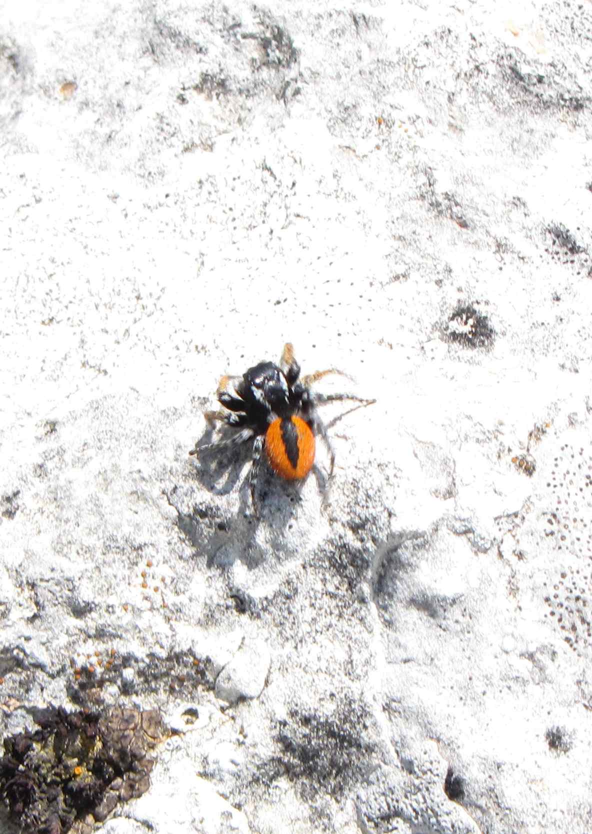 Philaeus chrysops